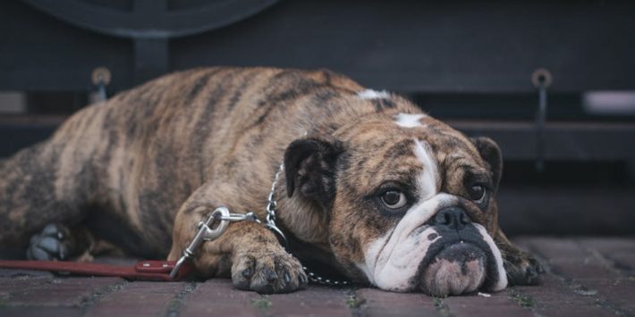 Bulldog Tattoo Designs