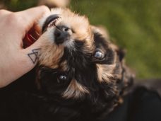 Dog memorial Tattoos